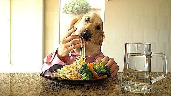 Kannste kochen? Der "Chef Dog" ist eine der Social-Media-Perlen im Viralanzeiger.