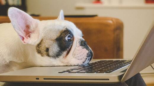 Hunde und Katzen statt Kollegen: Homeoffice wird zum new normal.