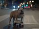 Die Englische Bulldogge Tillman bekommt einen Auftritt in einer Variante der Mini-Spots.