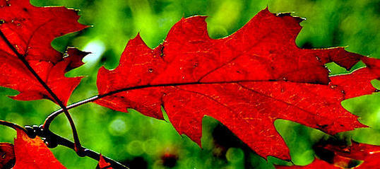 OMG Herbstmonitor 2011: Gute Aussichten fürs Mediageschäft