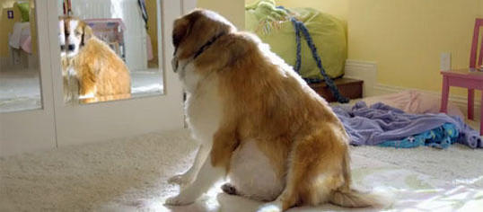 Das ist ja ein dicker Hund! Bolt ist nicht sehr sportlich.