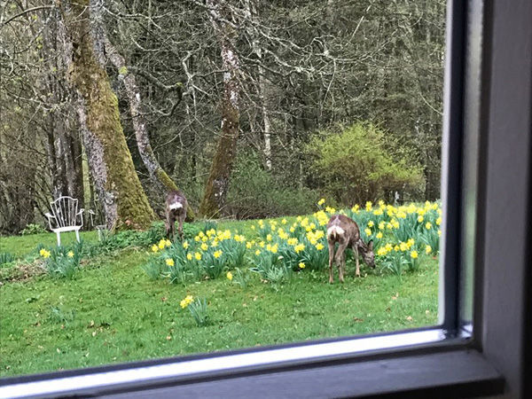 Früh morgens trauen sich die Rehe bis an das Haus.