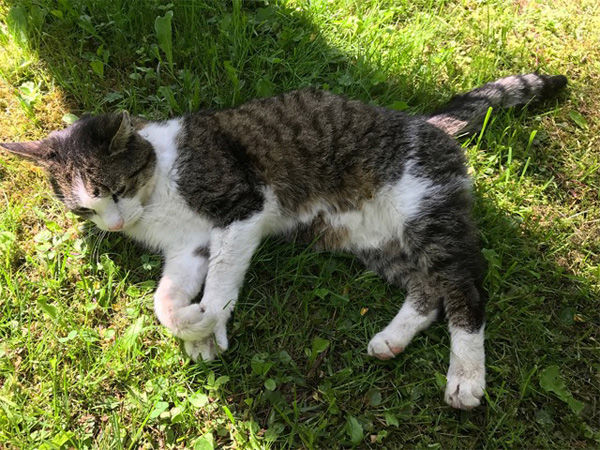 "Wir schlafen, wenn wir müde sind." (Die Katzen machen's ganz ähnlich)