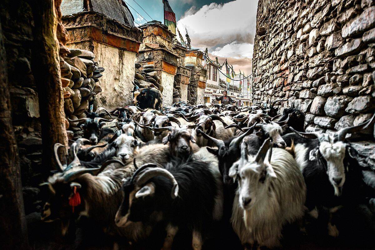 Ziegenherde in Nepal.