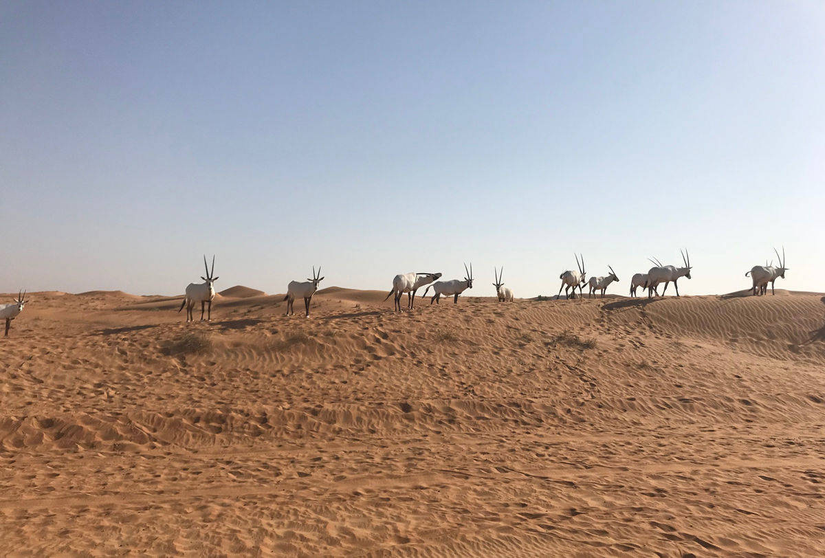 Arabische Oryxantilopen im Wüsten-Reservat von Dubai.
