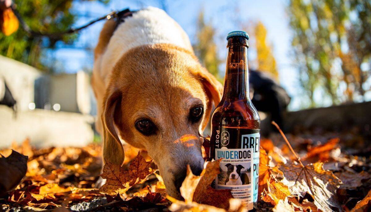 BrewDogPaul