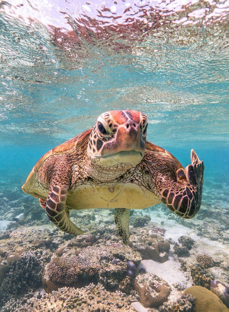 Titel: "Terry the Turtle flipping the bird".