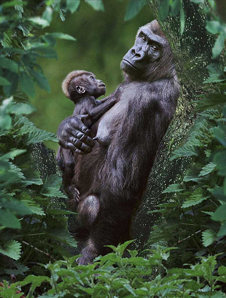 Das Gewinnerfoto in der Kategorie "Nature and Travel"