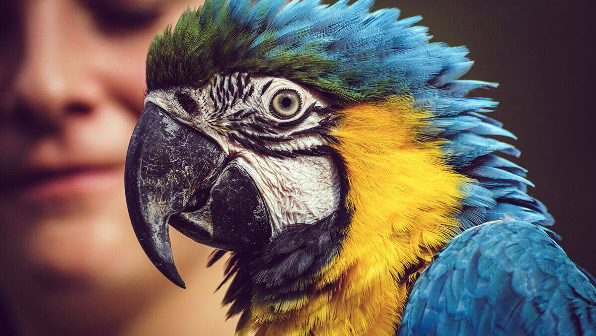 Zu laut für Zoom: Viele Menschen im Home Office haben keinen Vogel mehr.