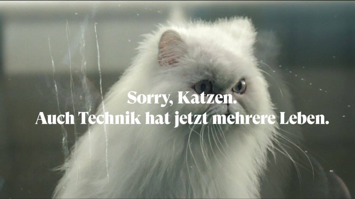 Äußerst erbost: Die Katzen im Back-Market-Spot.