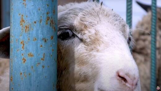 Britische Behörde verbietet veganen Spot wegen Tiergewalt
