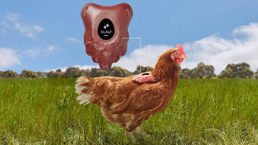 Ich wollt, ich wär so ein Huhn: Der Schrittzähler garantiert gesunde Tierhaltung.