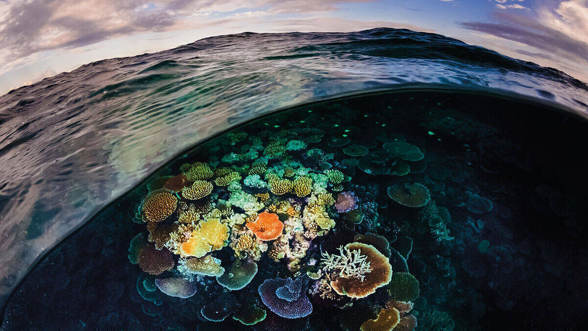 Maritime Lebensräume wie Korallenriffe sind besonders bedroht. Patagonia ruft zum Schutz dieser sensiblen Ökosysteme auf.