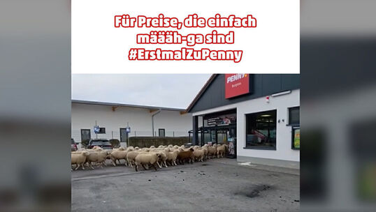 Bild: Schafsinvasion: Gefundenes Fressen für/bei Penny