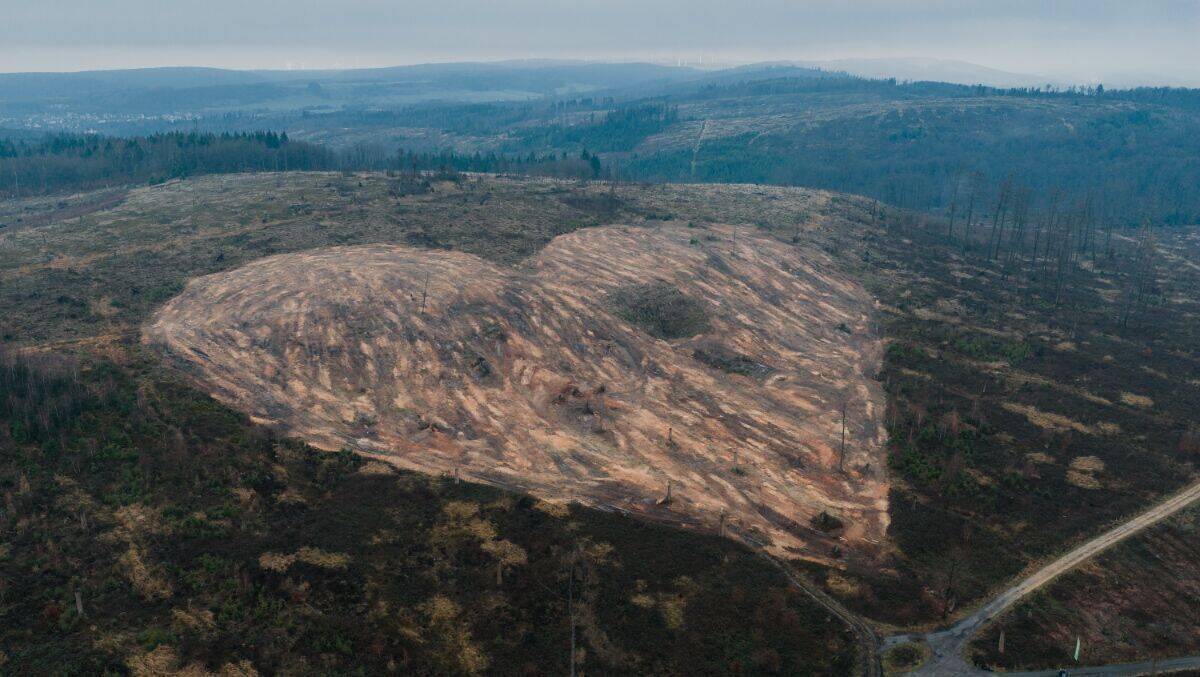 In der Nähe von Bad Driburg im Eggegebirge entsteht der neue "Herzwald"