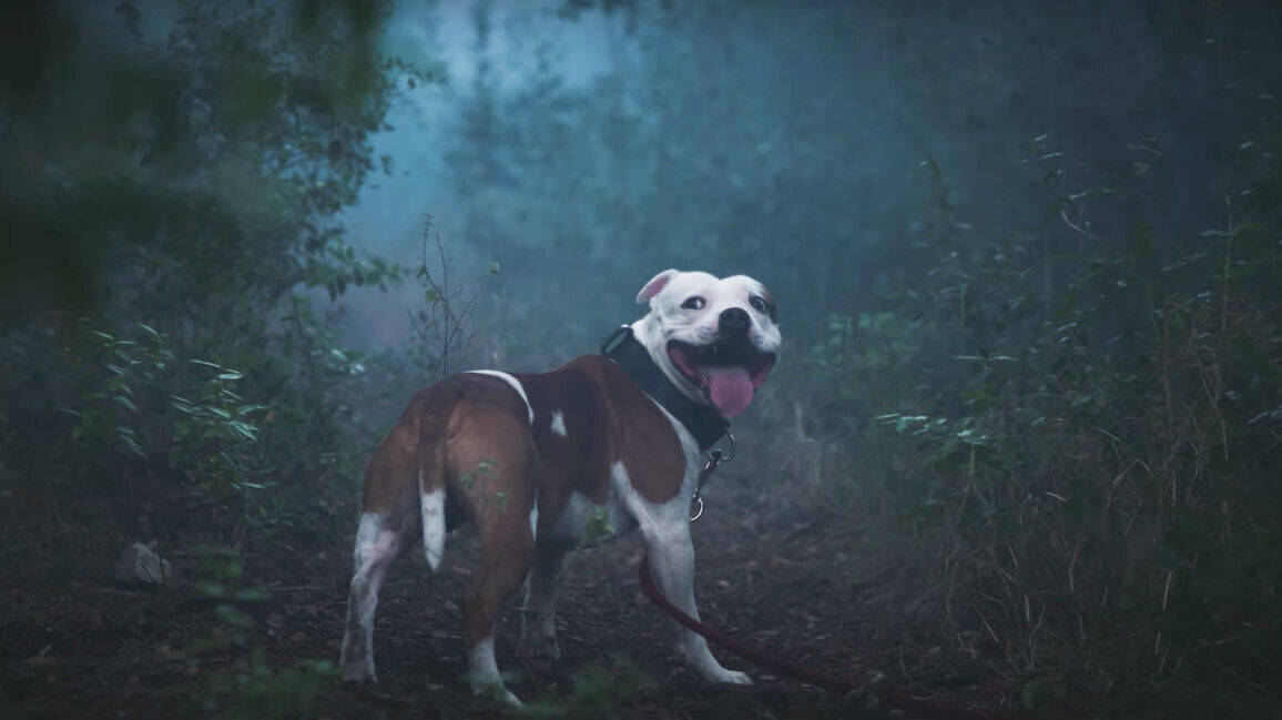 Vertauscht: Im Spot verlässt der Hund sein Herrchen