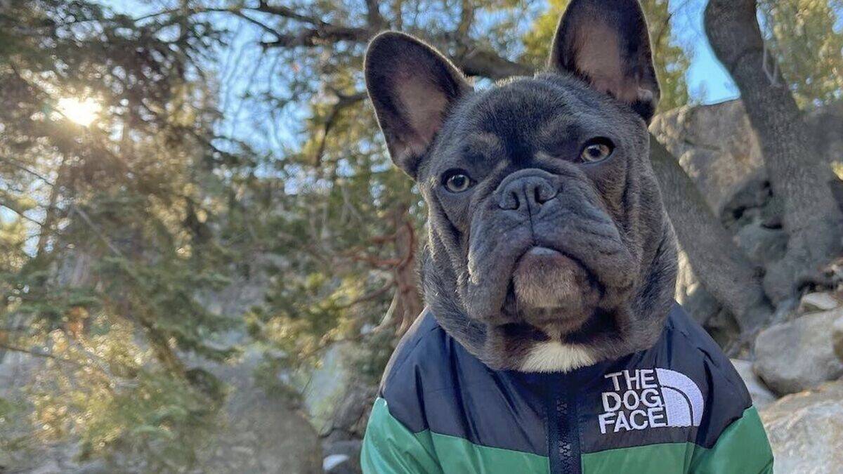 Auch wenn es vielleicht eher witzig gemeint war, so entschied das OLG Frankfurt, "The Dog Face" habe sich mit seinem Logo bewusst an "The North Face" angelehnt, um deren Wertschätzung für ihren Absatz auszunutzen.