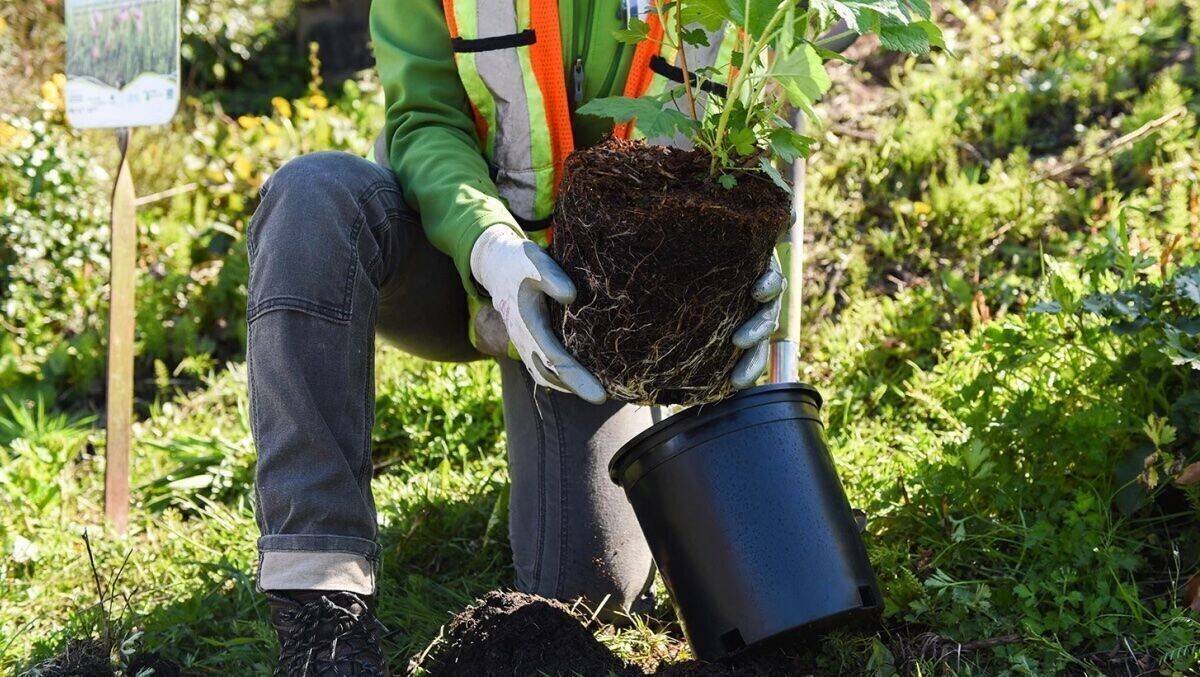 Passend zum Earth Day wird Amazon bei der Wiederaufforstung aktiv.