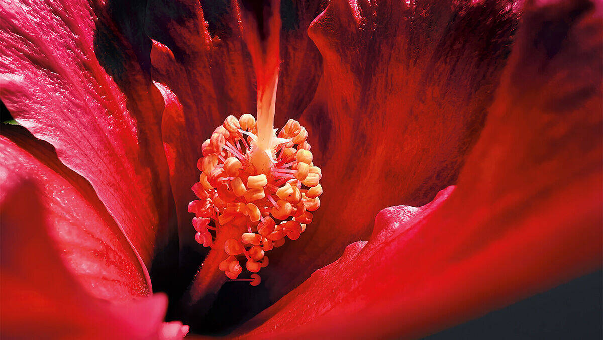 Der Hibiskus von Marco Colletta – eines der Siegerbilder beim aktuellen iPhone-Fotowettbewerb.