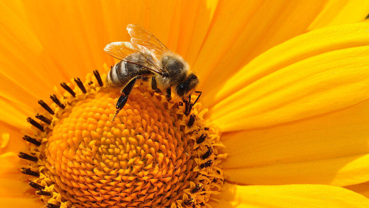 Honey, Honey, how you thrill me: So könnten die Computerchips von morgen entstehen.