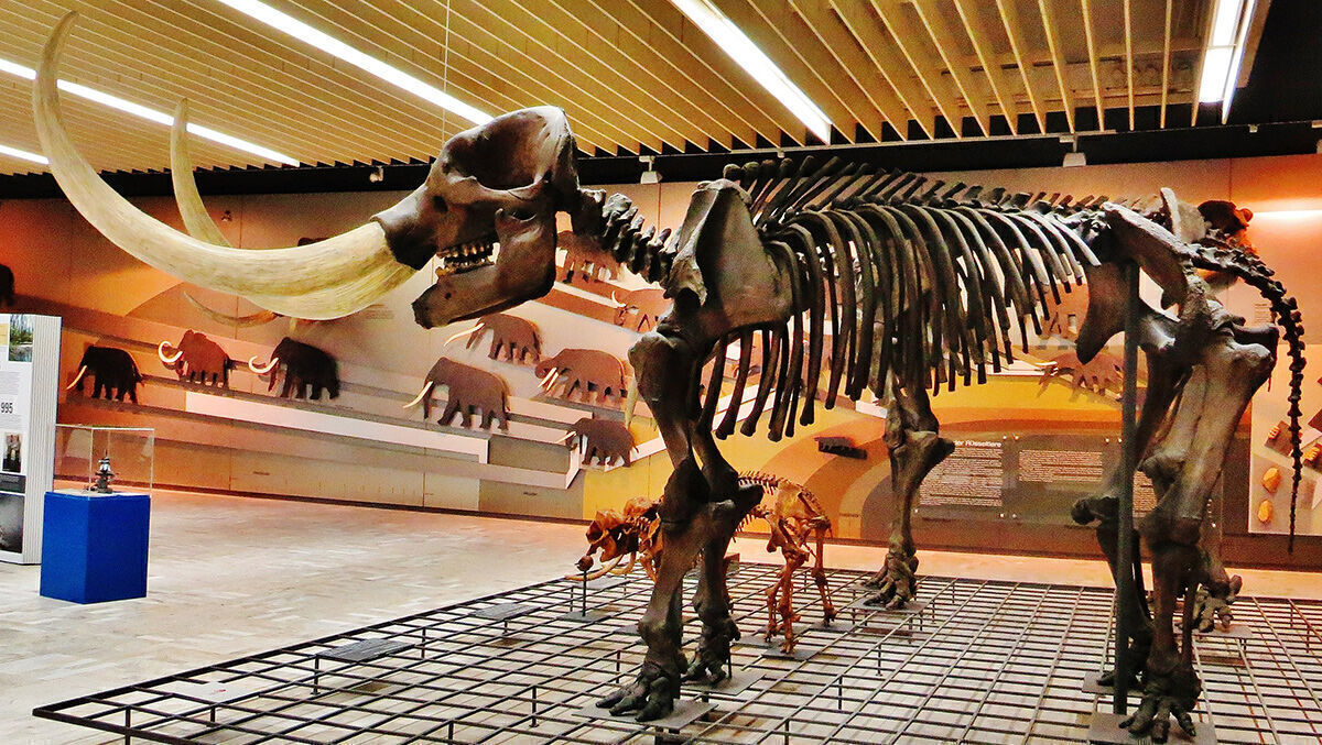 TwitterAnsturm überfordert Mastodon W&V