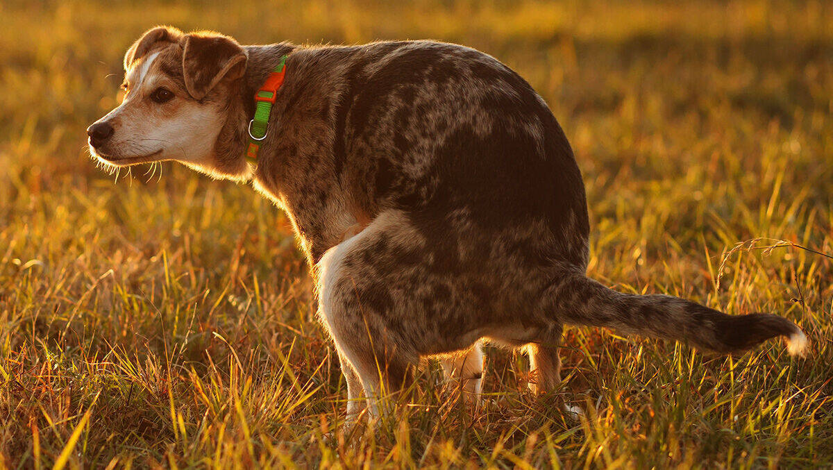 Hund mit typischer Körperhaltung bei einer geschäftlichen Angelegenheit.