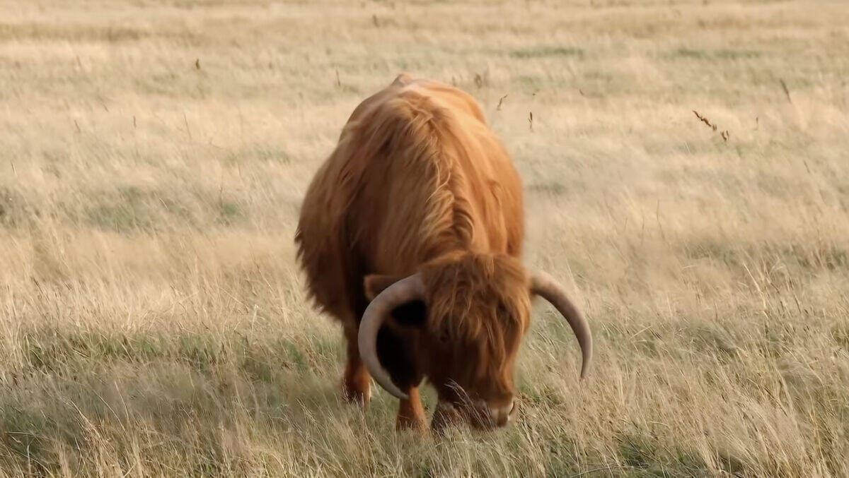 Langeoog: Natur pur und autofrei.