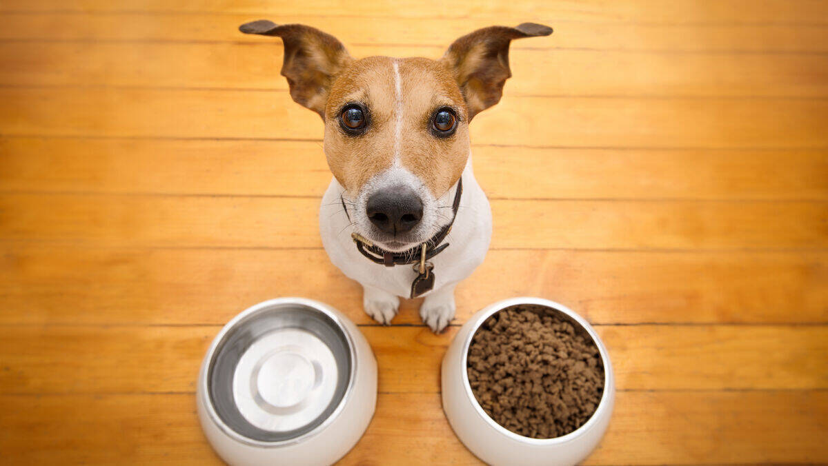 Facebook verliert auch in der Hundefutterbranche zunehmend an Bedeutung und im Vergleich zu Instagram deutlich an Relevanz.