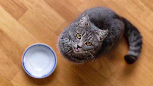 Wenn man sich auf eins verlassen kann, dann auf den Appetit einer Katze.