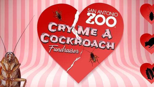 San Diego Zoo: "Benennen Sie eine Kakerlake nach Ihrem Ex-Partner"