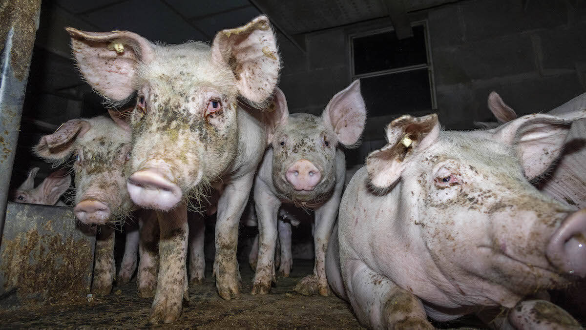 Kranke, verletzte und misshandelte Schweine: Auch bei Haribo findet man die MIssstände inakzeptabel, die Zulieferbeziehung bestehe aber nicht direkt.