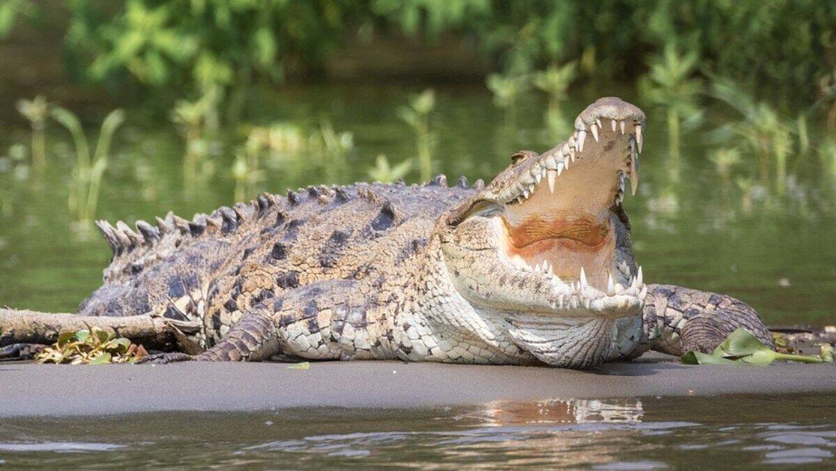 Eingefangene Krokodile werden in Australien in Zoos untergebracht.