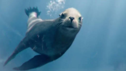 Der neugierige Seelöwe macht sich auf eine Entdeckungsreise: Spot von South Western Railway.