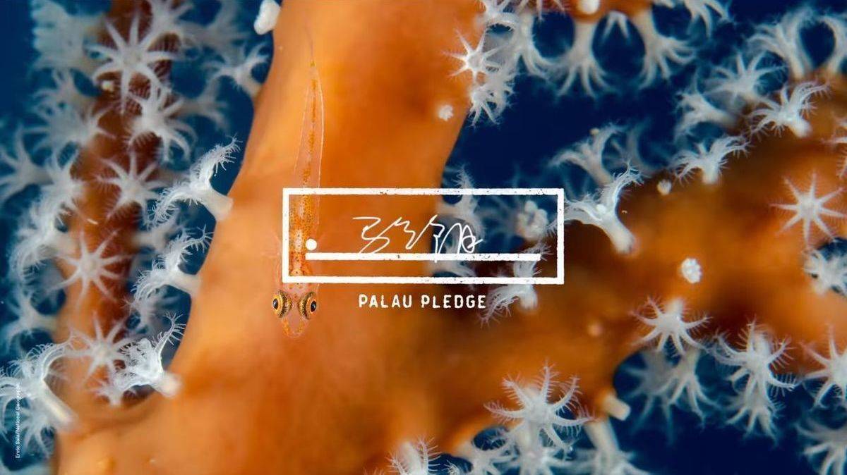 Palau Pledge: Mit ihrer Unterschrift versichern Touristen den nachhaltigen Umgang mit Flora und Fauna auf Palau.