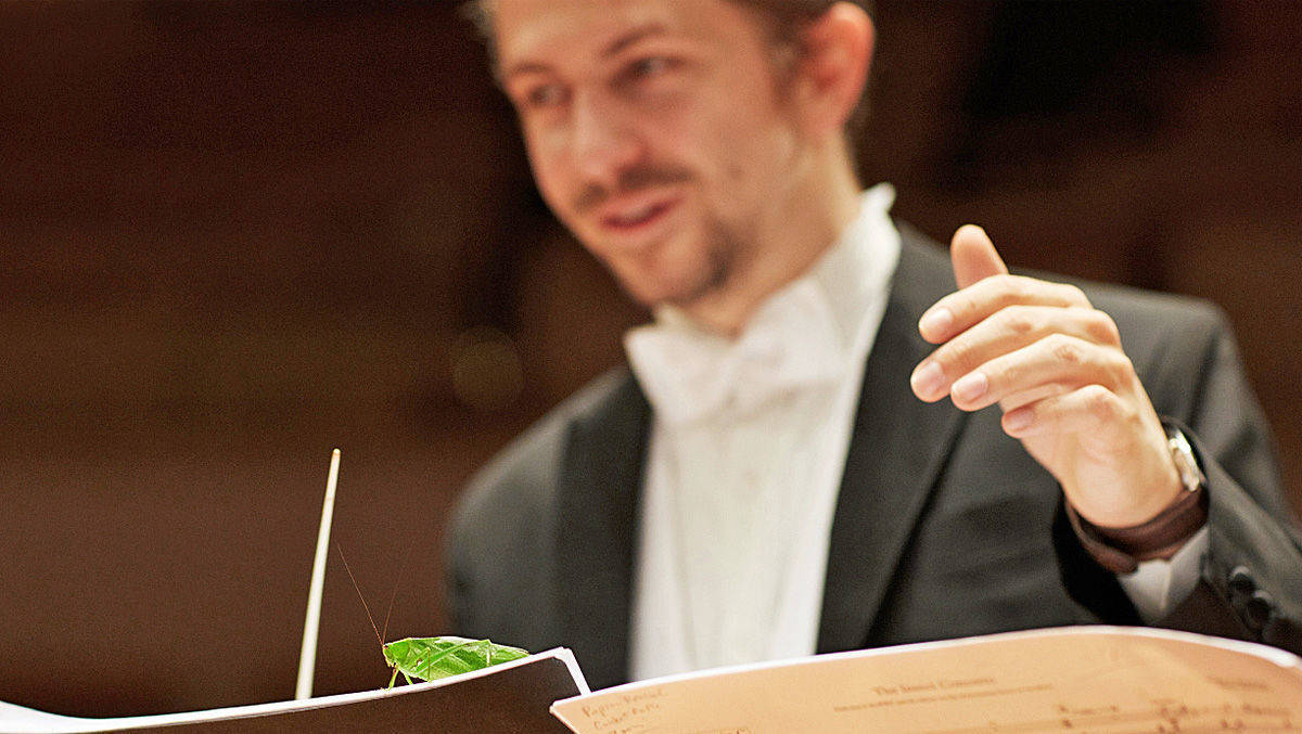 Grillen und Musiker zirpen und zupfen gemeinsam gegen das Insektensterben an - orchestriert von Scholz & Friends Berlin.