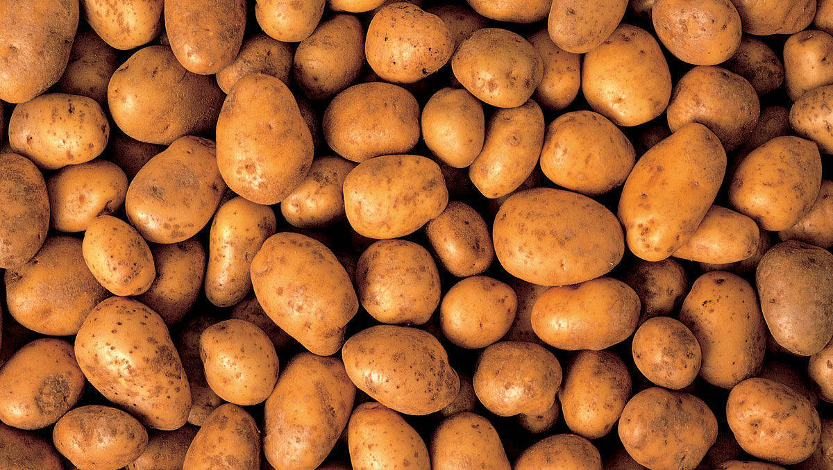 300 Kilo Kartoffeln für einen guten Zweck als Streitschlichter. 