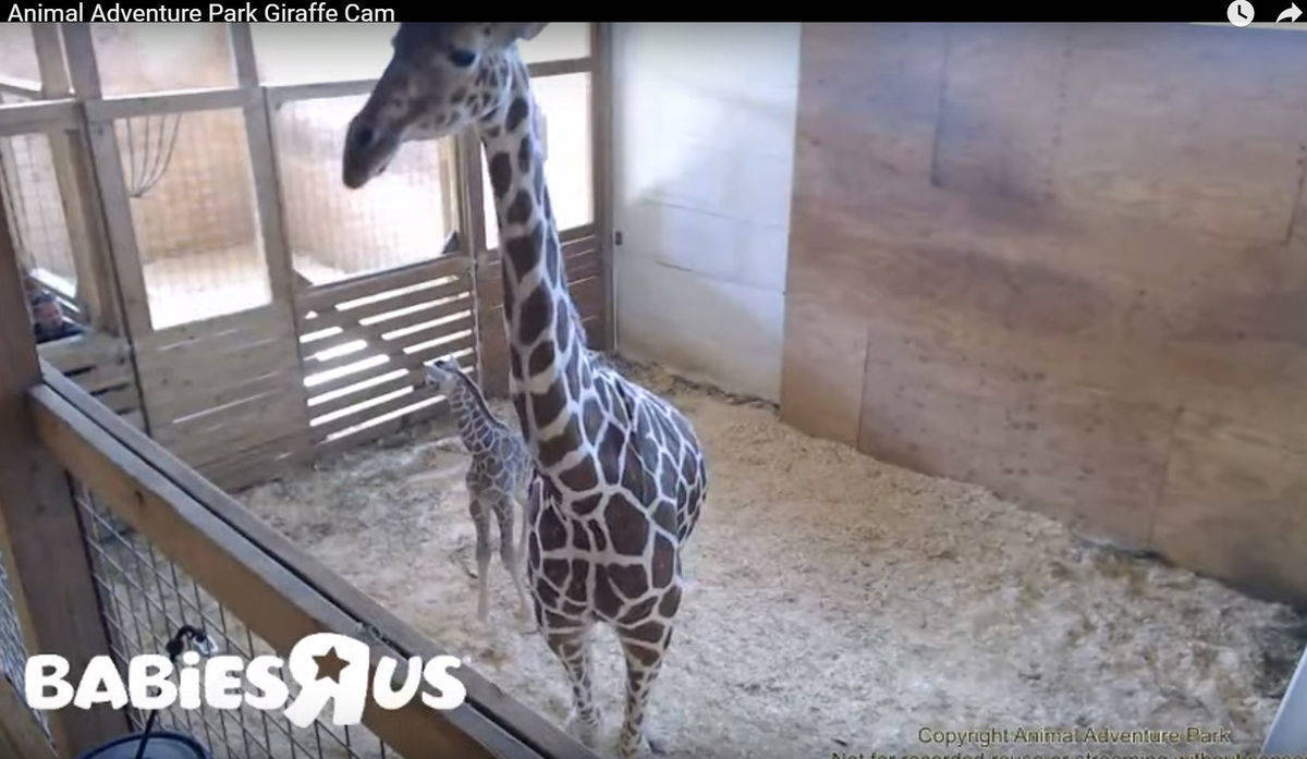 Die Giraffe April und ihr Baby kann man weiterhin per Livestream beobachten.