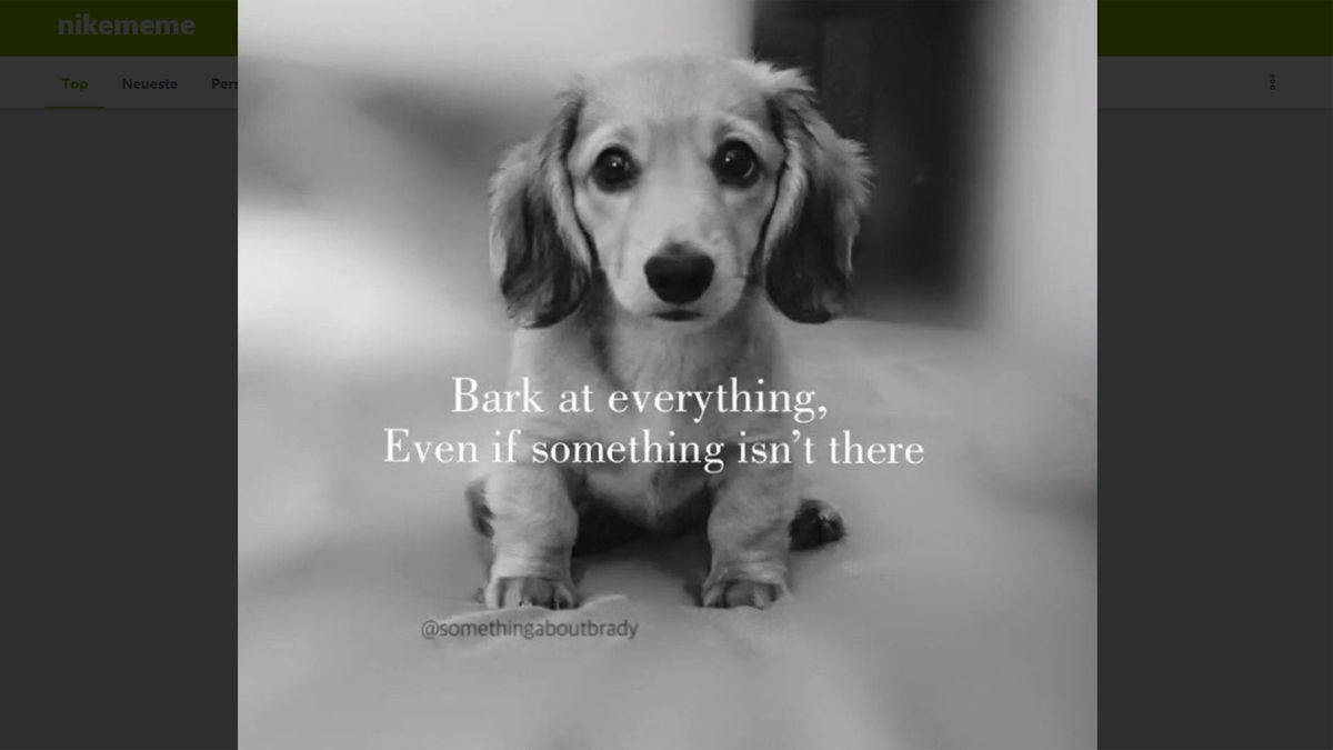 Auch vor Hunden wird nicht halt gemacht.
