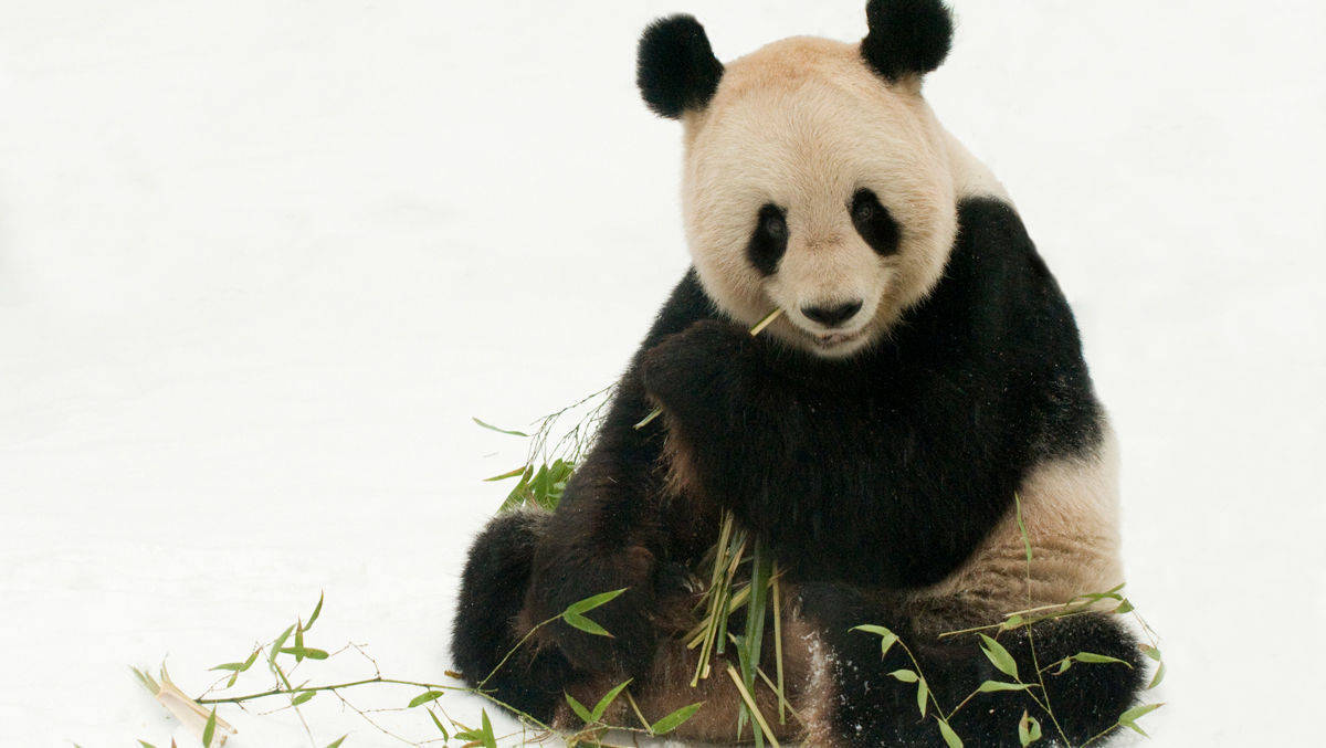 "Es gibt eine Parallele zwischen Pandas und Frauen in leitenden Positionen in Deutschland: Sie sind selten", sagt Panda-Chefin Isabelle Hoyer.