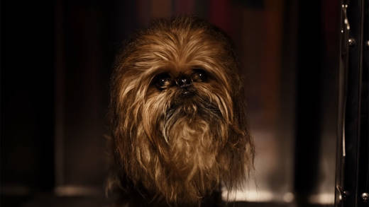 Baby-Chewbacca? Nein, ein Chewie-Hund, der so süß ist, dass Samsung, Star Wars und der Tierschutzbund erfolgreich mit ihm werben.