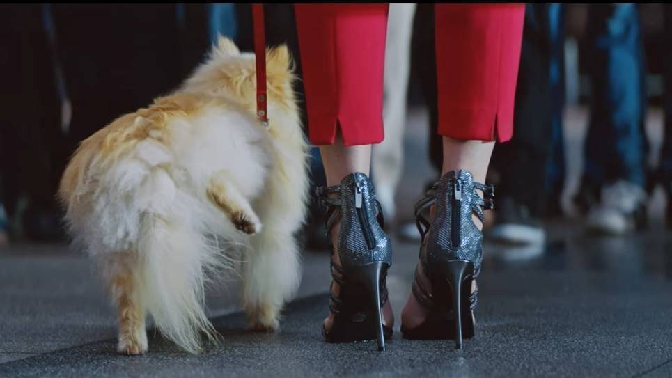 Hund für Hyundai.