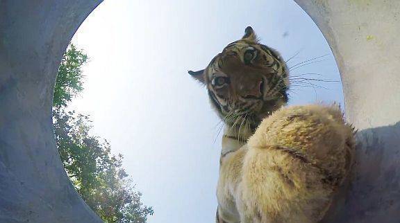 Welches Tier hat fast die Kamera zerstört? Der Tiger gilt derzeit als heißer Favorit.