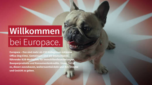 Büro-Dogge Elmo ist das Gesicht der Mitarbeiterkampagne von Orange Council für Europace.