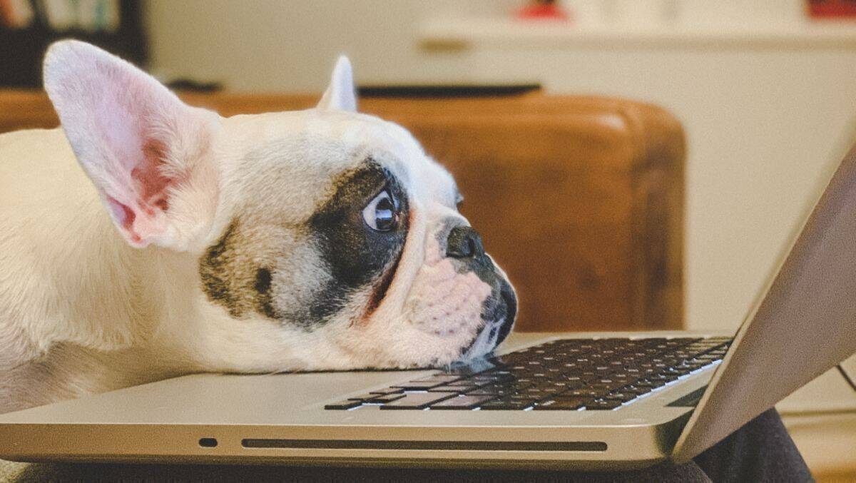 Hunde und Katzen statt Kollegen: Homeoffice wird zum New Normal. 