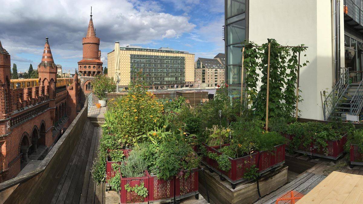 Sogar eine Ente nistet auf dem Dachgarten von Diffferent in Berlin.