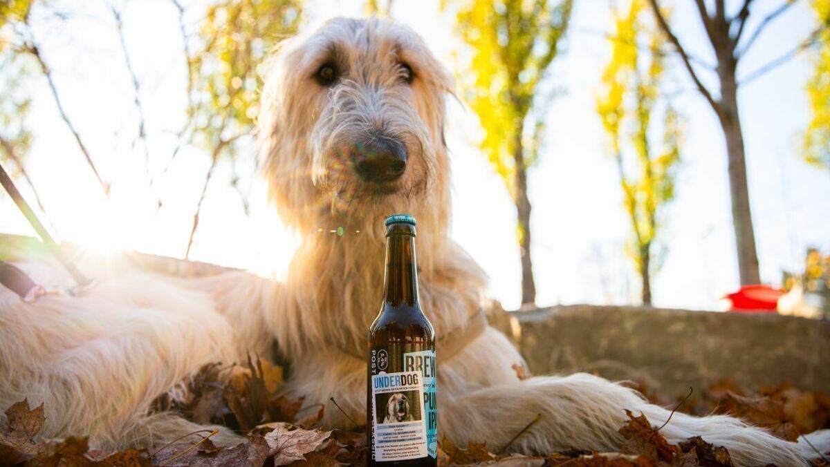 zuhause gesucht hunde