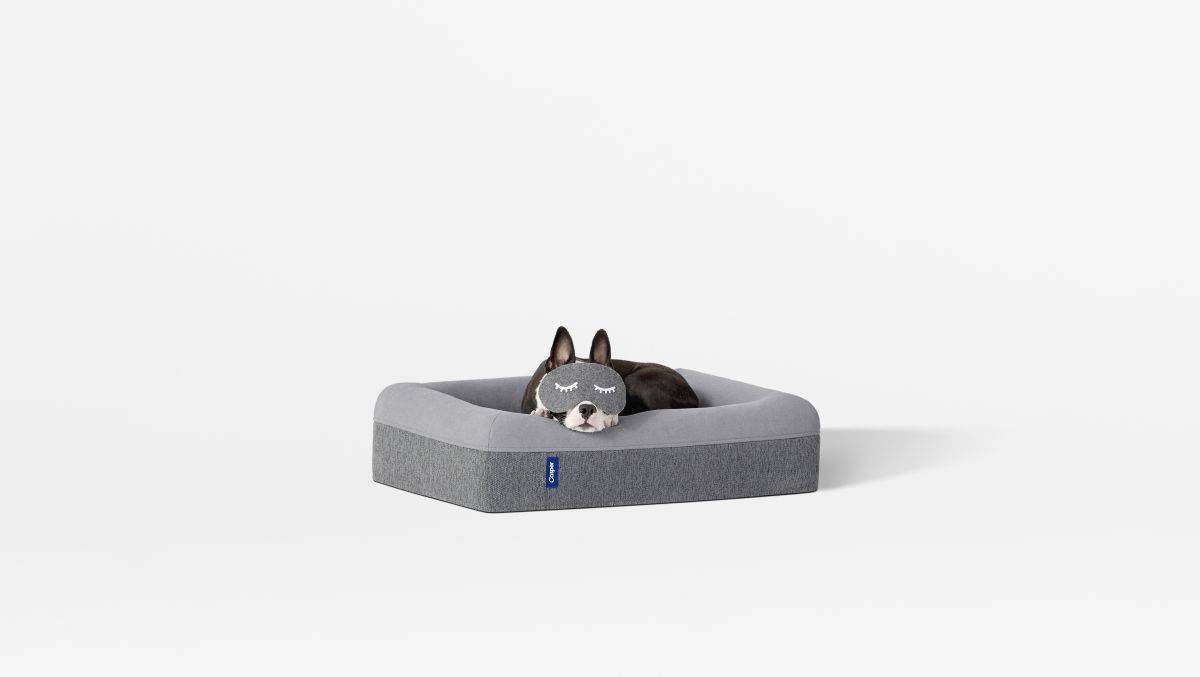 Hunde schlafen mehr als Menschen. Um genau zu sein: rund die Hälfte des Tages.