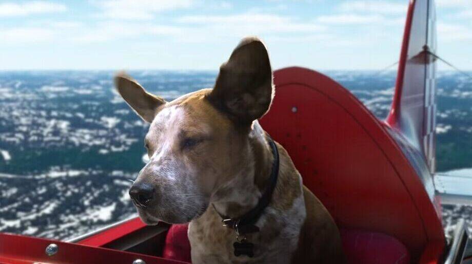 Rufus spielt mit Microsofts Flugsimulator