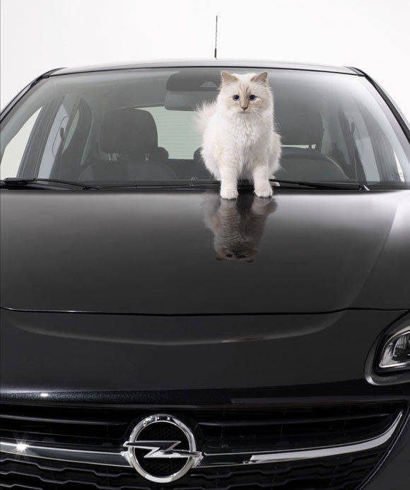 Choupette posiert auf einem Corsa. Foto: Opel/Karl Lagerfeld