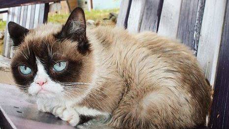 RIP Grumpy Cat.